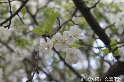 如蝉