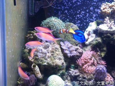 紫罗兰记