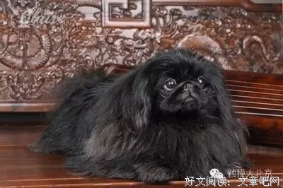 活的不如一条狗