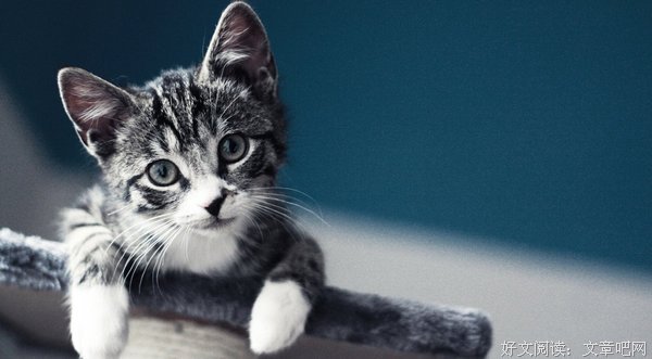 猫咪