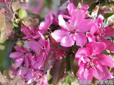 两花