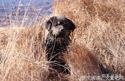 离开华为三年，我才真正意识到狼性文化的可贵