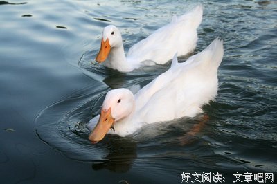 湖里有贼