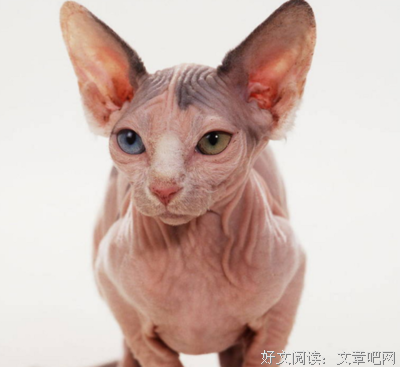 世界上最丑陋的猫