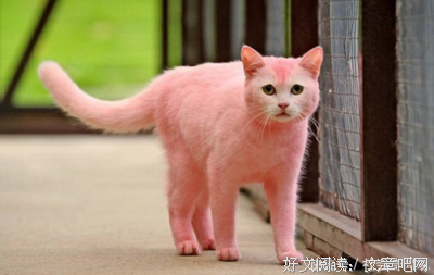 一只流浪的猫