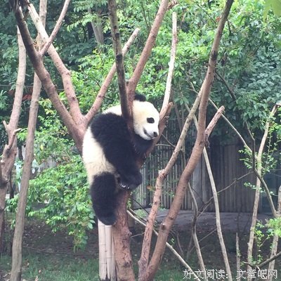不同的鼓手