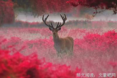 释放你的同情心