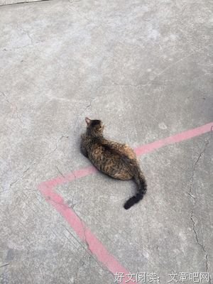 一只聪明的猫
