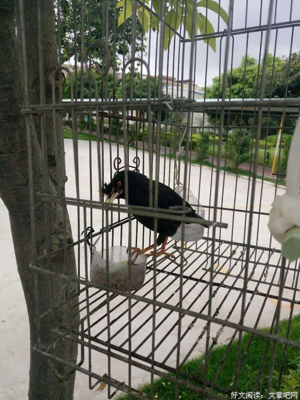 不屈的小鸟