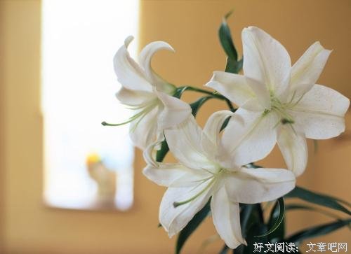 再多情话，抵不上一个“及时回复”