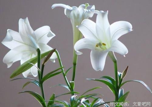 朱自清：说话多，不如把话说好