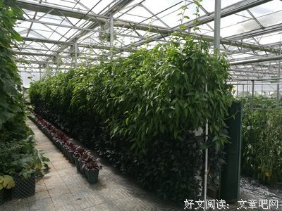 我们是如何一步步走向平庸的？