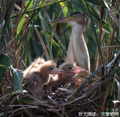  愛情真謫