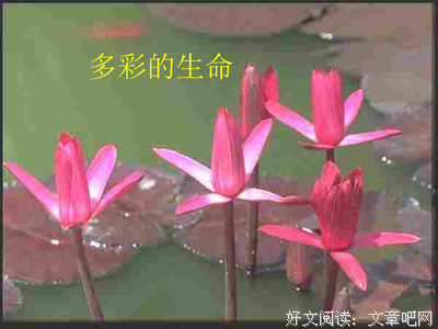  生命的宝贵