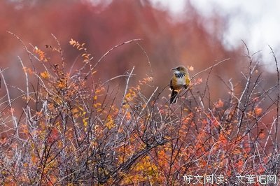 与成都的相遇