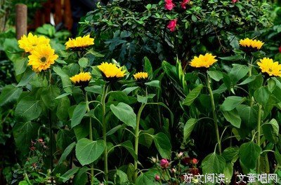 记忆中的葵花地