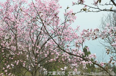 青涩的梦里一再摇曳
