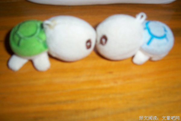 小乌龟的故事
