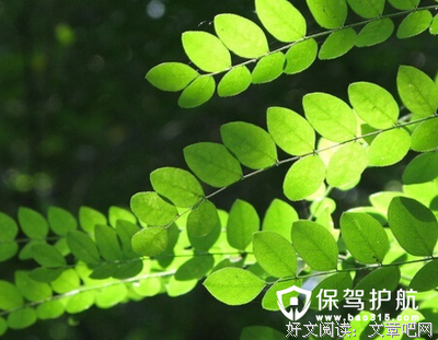 人们栽上了最易生长的洋槐树