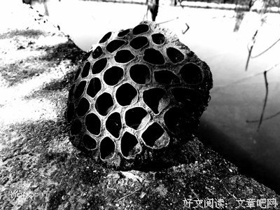 随手摘下，让它飘散在风里