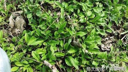 正是情怀复苏时