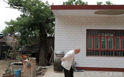 常在古槐下玩耍