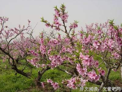 春风中盛开的泡桐花