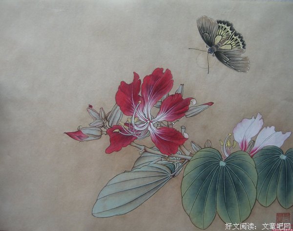 那是紫荆花
