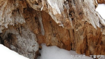 这里下雪了