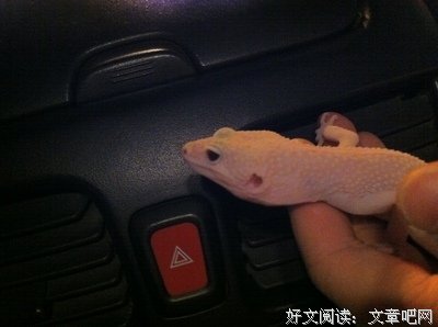 感谢这里