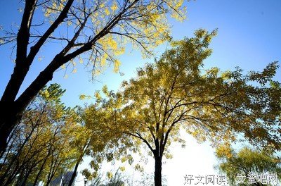 一棵不知道名字的树