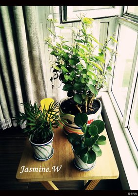 初夏，茉莉总会如期开放