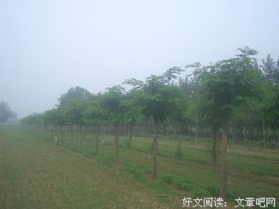 合欢不知为谁歌唱