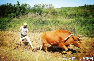 人们所指的“牛劲”