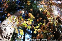 看得懂说挣钱，看不懂说传销