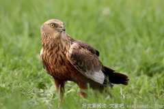 梅,诗,雪,画,歌,令人陶醉,让人流连忘返