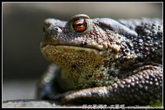 独立女人更有魅力，看透世事的气度会使你的个性更为恬淡温润