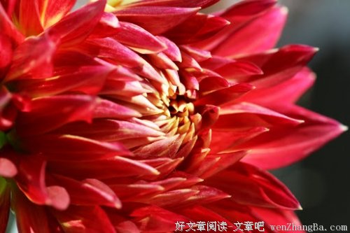 大蒜煮水、效果惊人
