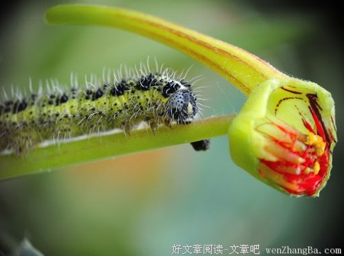 马齿笕可治糖尿病