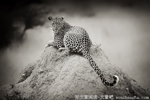 这个笑话曾排世界第一