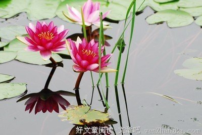  我愿为莲
