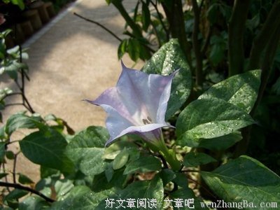  神药--松枝煎水