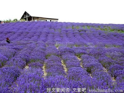 传 说， 爱 情。