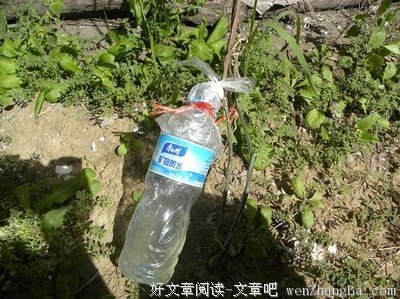丝瓜藤滋水”是个好东西