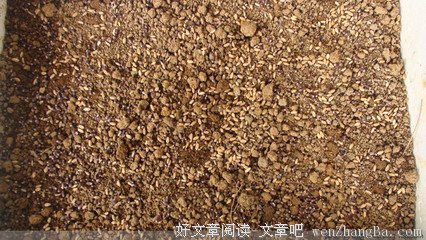 种在阳台上榨汁喝的“抗癌药”