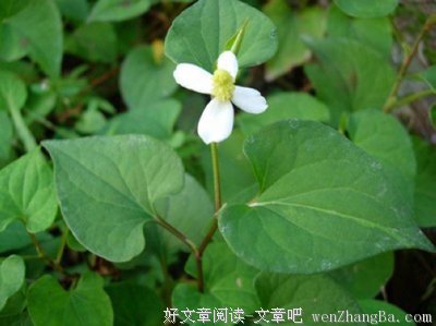 天然第一抗生素—鱼腥草