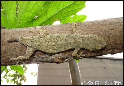 用药传奇:治癌效药重壁虎