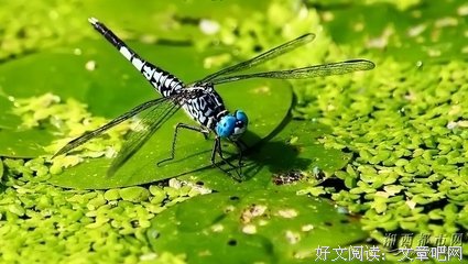 十八个做人的硬道理，超经典
