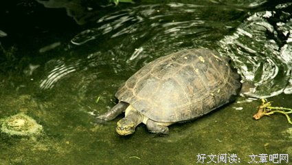 世界上寿命超长的5种动物，最后一个简直逆天了！