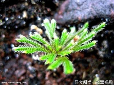 起死回生的 “还魂草”